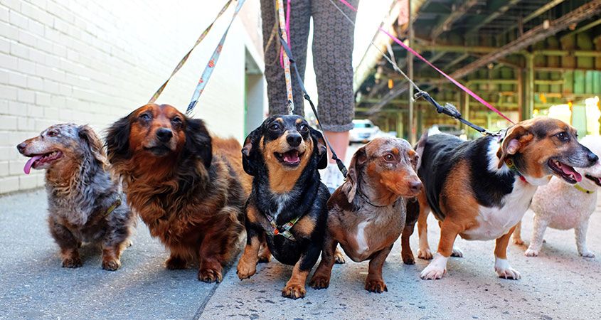 puppies walking